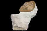 Curled Asaphus Expansus Trilobite - Russia #125677-1